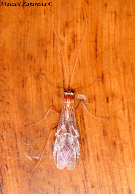 Ichneumonidae Ophioninae: Ophion sp.